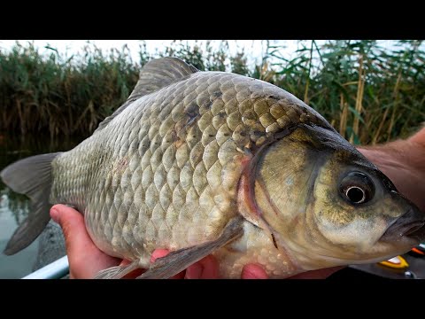 These are the PIGLETS that bite on GARLIC!! Crucian carp weighing almost a kilogram on a FLOAT RO...