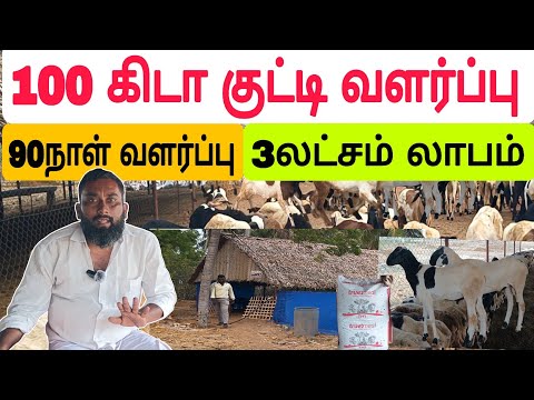 பசுந்தீவனம் இல்லை/மேச்சல் இல்லை ஆடு வளர்ப்பில் வருடம் 6 லட்சம் #தமிழ்விவசாயி #ஆடுவளர்ப்பு #sheepfarm