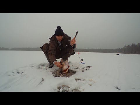 Открытие первого льда! рыбалка щуки на жерлицы и окуня на блесну.