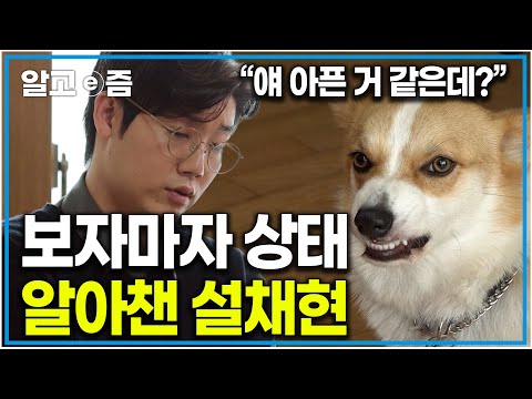 "얘 진짜 아팠나 본데?" 문제견의 문제행동을 보자마자 어디가 아픈지 바로 알아채버린 설채현. 사실 온몸으로 아프단 걸 표현했던 웰시코기｜세상에 나쁜 개는 없다｜알고e즘