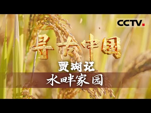 《寻古中国》水畔家园：八千多年前的贾湖宛如史前江南小水乡 那时古人就在研究怎么做饭更方便—— 贾湖记【CCTV纪录】