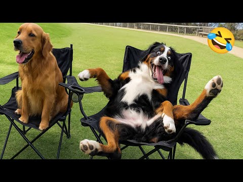 Funny videos of CATS🐱 and DOGS🐶 Best funny videos of ANIMALS 🤣2025