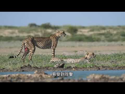 [寶可夢系列]EP007 - 小拉達 | 拉達 |拉麗絲