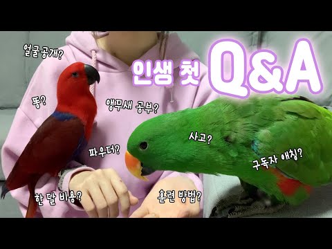 [지구젤리/Q&A] 투머치토커 앵무새 집사의 첫 Q&A!