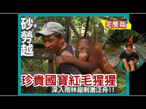 【砂勞越】一睹稀有國寶紅毛猩猩真面目/前進熱帶雨林 從沒見過的雨林美食?!/探訪野人部落 伊班獵人的獨門絕招《世界第一等》540集完整版