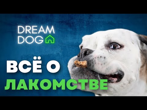 Собака слушается только за еду? 🐶 Как правильно работать с лакомством
