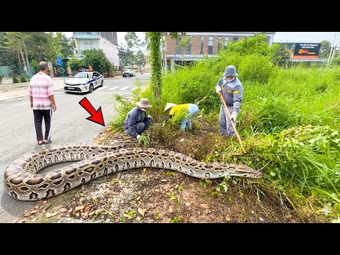 The CITY’s footpath stands out because of the overgrown weeds. It’s time for me to clean it up.