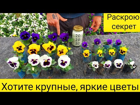 СУПЕР УДОБРЕНИЯ чтобы рассада была КРЕПКОЙ и ПЫШНОЙ а цветы ОГРОМНЫЕ и ЯРКИЕ.📌Одна ложка в неделю🌱🔥