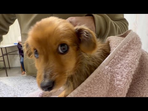 Saving Zlata the puppy from death