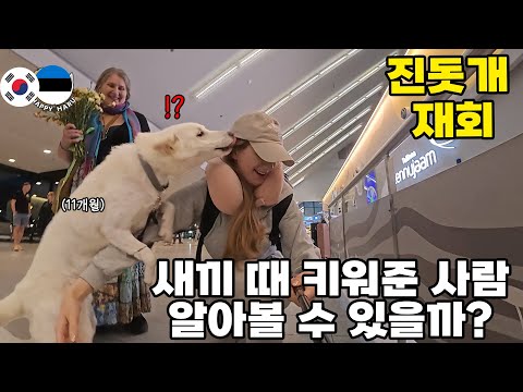 북유럽 입양된 진돗개, 오랜만에 만난 한국 주인을 알아볼까?