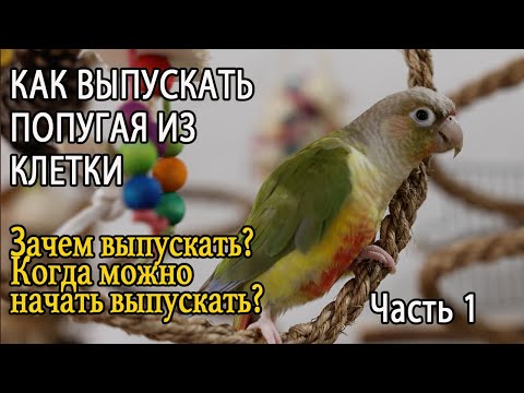 КАК ВЫПУСКАТЬ ПОПУГАЯ ИЗ КЛЕТКИ Часть 1