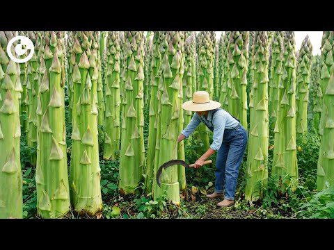 UNBELIEVABLE Asparagus Harvesting: How Millions of Stalks Are Grown & Processed in 24 Hours