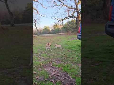 Miss Potato is looking for her forever home. ADOPTED Unleashthepaws.com  #unleashthepaws #puppy