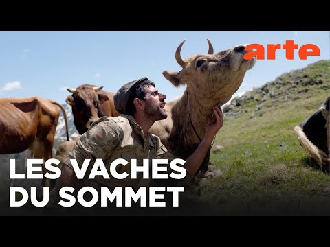 Turquie, les chemins de la transhumance | 360° Reportage | ARTE Family