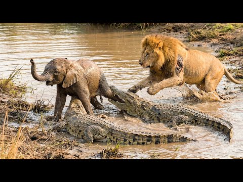 No One Expected What This Lion Did For A Baby Elephant In The River | Animal Rescue Story