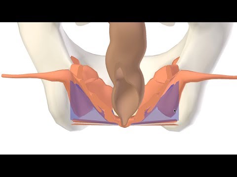3D Ischioanal (Ischiorectal) Fossa