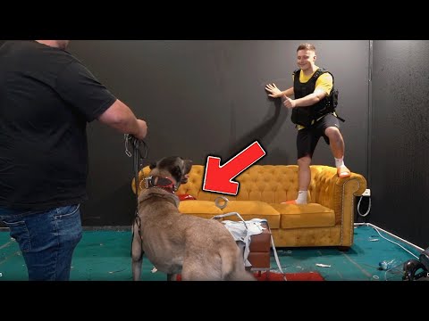 HUNDE PRANK an JORDAN (Kangal)