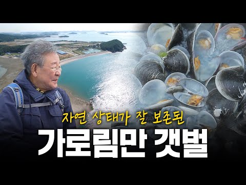 우리나라에서 가장 잘 보존된 가로림만 갯벌을 가다 | KBS 171102 방송