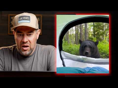 Viral Bear Encounters You Can't Unsee