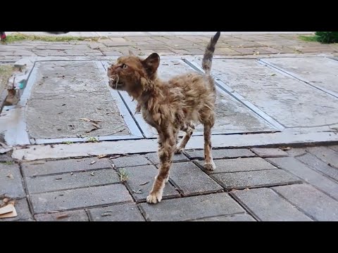 This severely liver-diseased stray cat,weak as a paper, lacks the strength to even chew the cat food