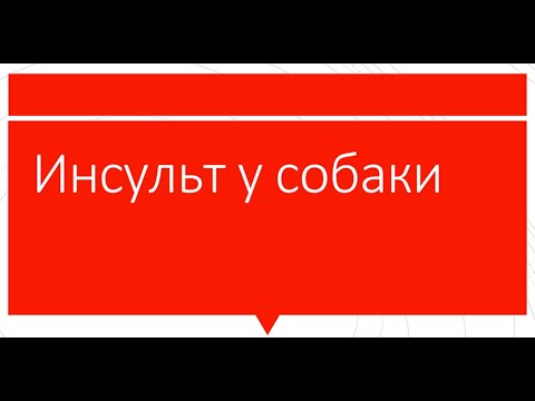 Инсульт у собаки