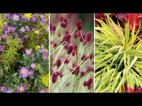 Transplanting & dividing a trio of perennials