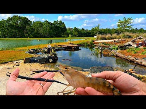 Adding 5,000 Prawns to the 5 Acre Pond! (Big Surprise)