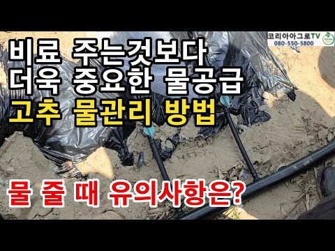 물을 제대로 줘야 성공농사가 가능합니다(고추 물관리 방법)
