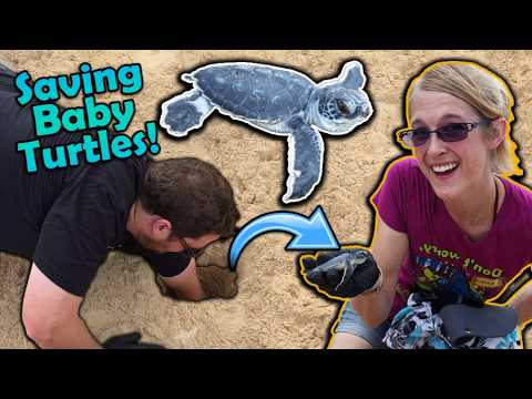 Saving Baby Sea Turtles!!  (ReptiCruise Part 1)