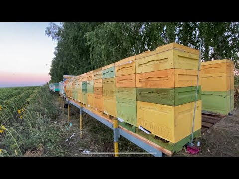 Модули на 96 ульев по цене одного прицепа ! Обзор модуля для ульев !