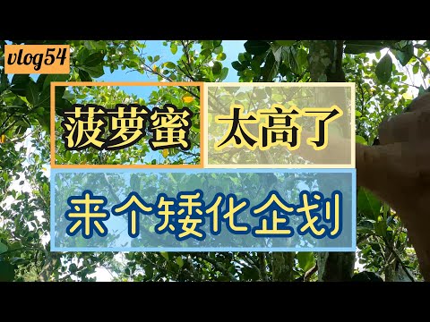 [vlog54] 波罗蜜太高了！是时候来个矮化和修剪！
