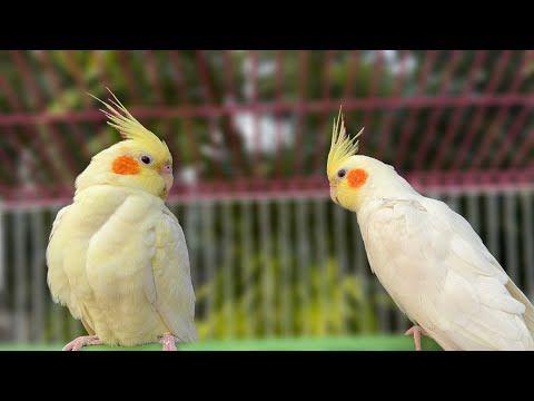 Female Cockatiels Singing