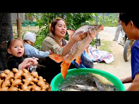 Family Bonding Moments: Gathering Turmeric and Giant Fish and Bringing Them to Market Together