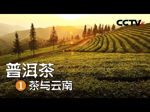 《普洱茶》第一集 茶与云南 | CCTV纪录