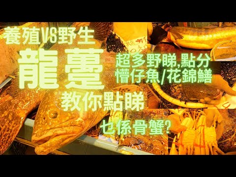 養殖vs野生龍躉放向面前教你睇有乜分別👍野生花錦鱔係點睇？養殖懵仔魚又係乜樣？再教你點揀花蟹,乜嘢係骨蟹?fish cutting 香港海鮮~社長遊街市Hong Kong Seafood Market