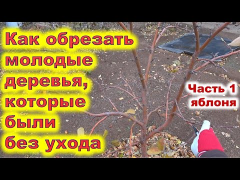 Обрезка молодой неухоженной яблони