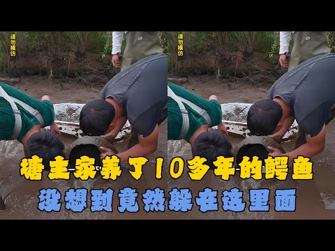 塘主家养了10多年的鳄鱼，没想到竟然躲在这里面？#户外抓鱼 #户外捕鱼 #大表哥抓鱼 #乡村生活 #农村生活