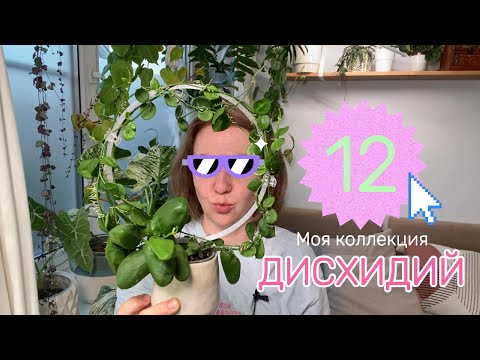 Моя коллекция дисхидий (почти как хойи)