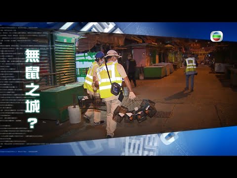 TVB 新聞透視 ｜無鼠之城？ (繁／簡字幕) ｜ 無綫新聞 ｜ TVB News