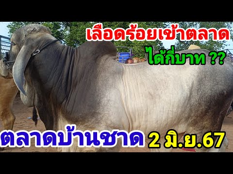บ้านชาดตลาดแตก คนซื้อขายแน่น วัวควายล้นทะลัก 2 มิถุนายน 67