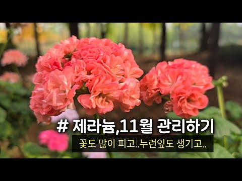 제라늄, 11월 관리하기 #하엽제거 #꽃관리