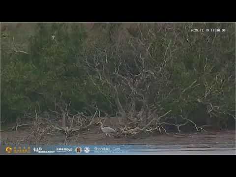2025七股頂山黑面琵鷺（冬候鳥水鳥棲地）全球直播-公私協力促進生態永續發展