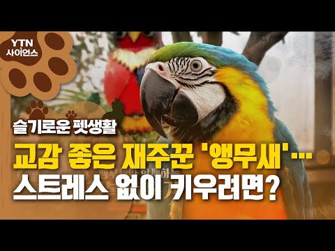 [슬기로운 펫생활] 교감 좋은 재주꾼 '앵무새'…스트레스 없이 키우려면? / YTN 사이언스