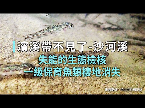 【河川整治】濱溪帶不見了-沙河溪｜失能的生態檢核 一級保育魚類棲地消失 (我們的島 1149集 2022-03-28)