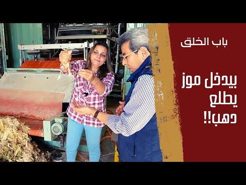 باب الخلق| سابت المعادي وراحت سوهاج تعمل اول مصنع بياخد مخلفات الموز يطلع منها دهب!