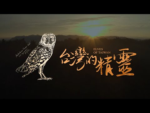 《地球的孤兒：台灣的精靈》 台灣草鴞：台灣最稀少瀕危的神隱精靈