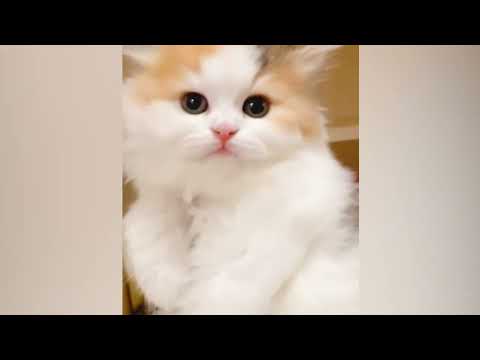 A little kitten love can turn your day around β₯