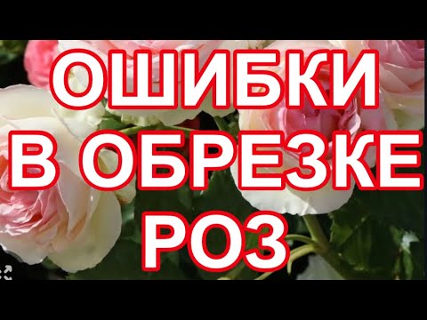 HORRIBLE! THE MAIN MISTAKES ROSE GROWERS MAKE WHEN PRUNING ROSES.
ALWAYS THE BEST LESSON FOR YOU!...