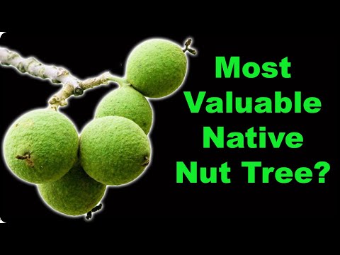 Black Walnut Facts that Will Surprise You!