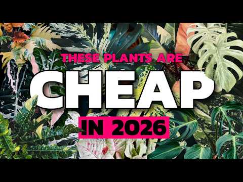 The Rare Plant Crash Isn’t Over – These Are Next!